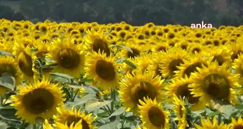 Türkiye İstatistik Kurumu'nun (TÜİK) 2023 yılı bitkisel üretim ikinci tahminine