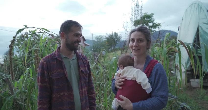 Artvin'in Arhavi ilçesinde darı yetiştiriciliğinin yeniden başlaması, yerel mutfağa girmesi