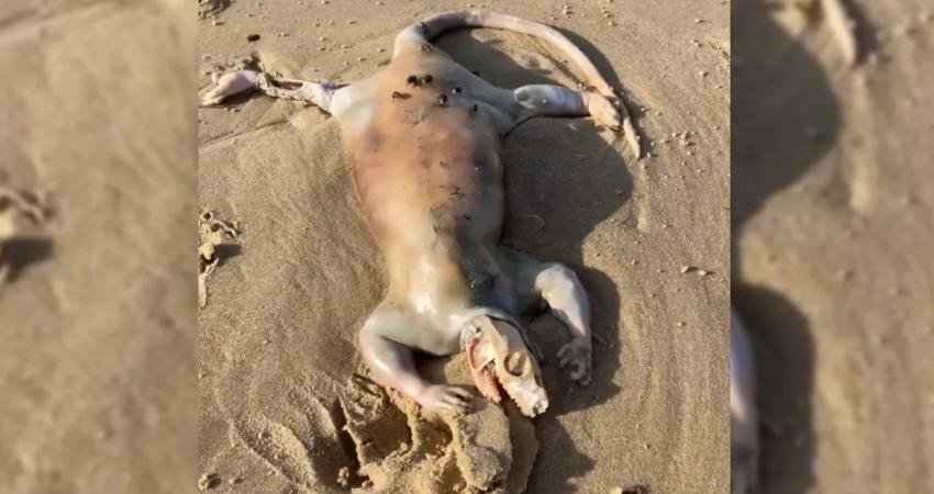 Bir süre önce Maroochydore Sahili'nde yürüyüş yapan Alexander Tan, sıra