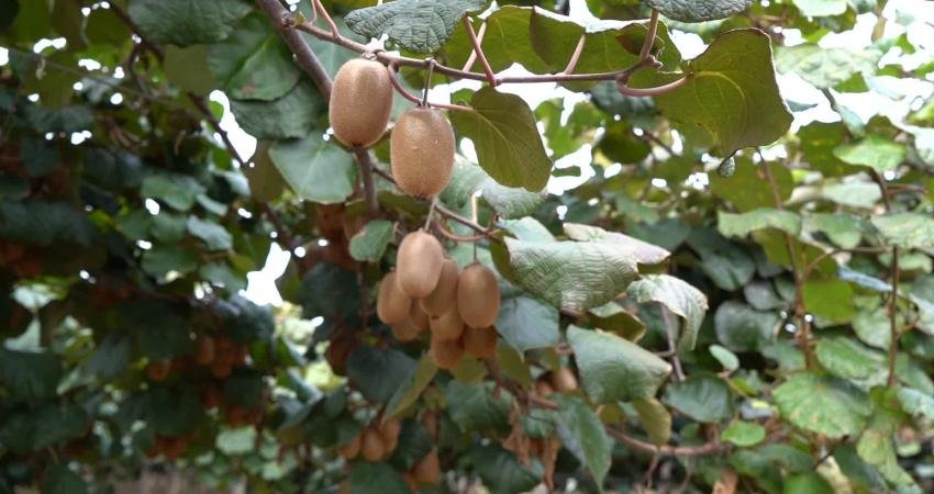 Türkiye’nin ilk ve en çok kivi üretiminin yapıldığı yer olan