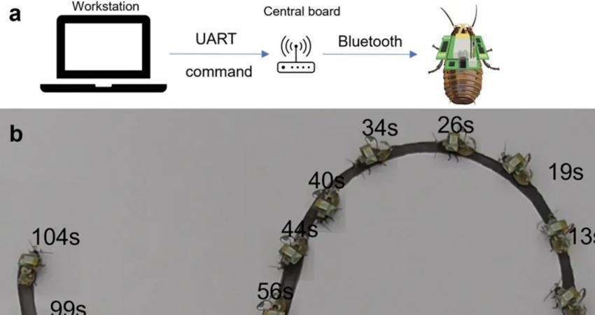 Bilim insanları, minik bir elektrikli sırt çantası kullanarak bir hamamböceğini