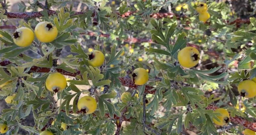 Yozgat Bozok Üniversitesi Tıp Fakültesi Öğretim Üyesi Prof. Dr. Hamdi