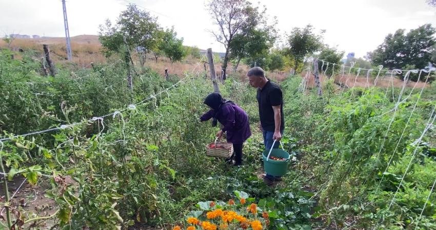 Yozgat’ta Filiz ve Yasin Yoldaş çifti, sürdürülebilir ata tohumlarının üretimini
