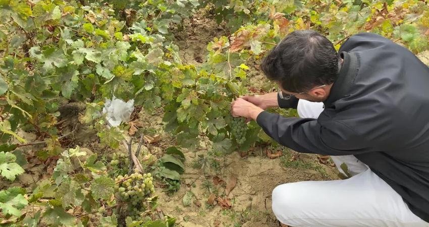 Türkiye’nin önemli tarım bölgelerinden Yozgat’ta, bir zamanlar halkın önemli geçim