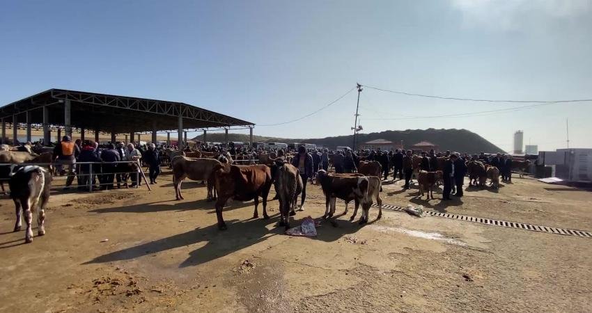 Çevre illerdeki büyükbaş hayvanlarda görülen şap hastalığı nedeniyle Yozgat il