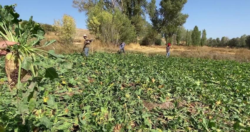 Konya’dan sonra en fazla şeker pancarı üretiminin yapıldığı Yozgat'ta ilkbahar