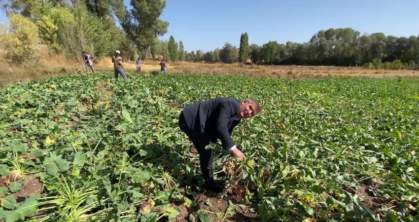 Türkiye’nin en fazla şeker pancarı üretiminin yapıldığı bölgeler arasında yer