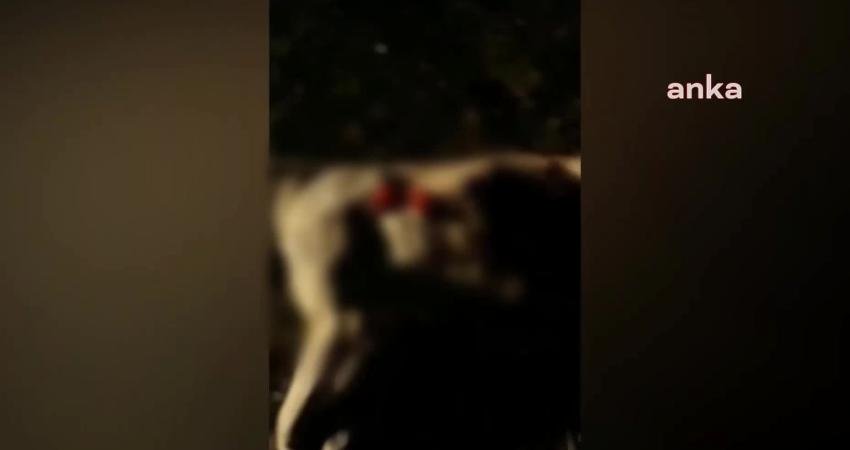 Aksaray’da 19 Kasım'da kimliği belirsiz kişiler tarafından, boynunda tasması olan