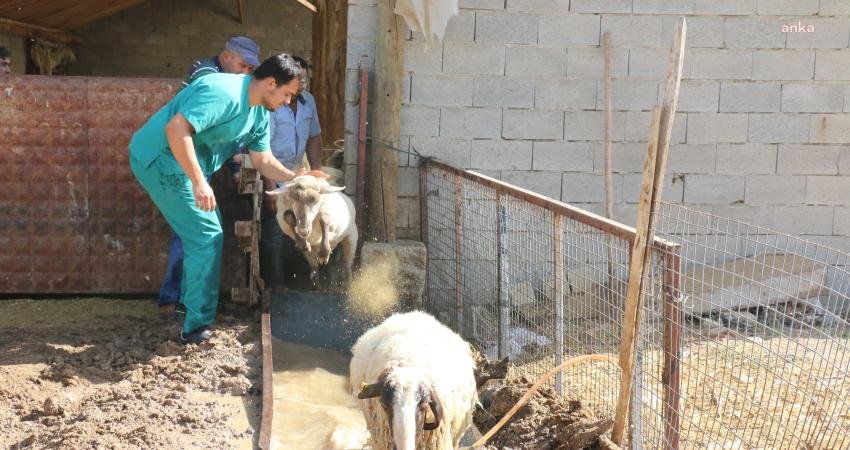 Antalya Büyükşehir Belediyesi, Korkuteli ilçesi Yelten Mahallesi’nde küçükbaş hayvanlar için