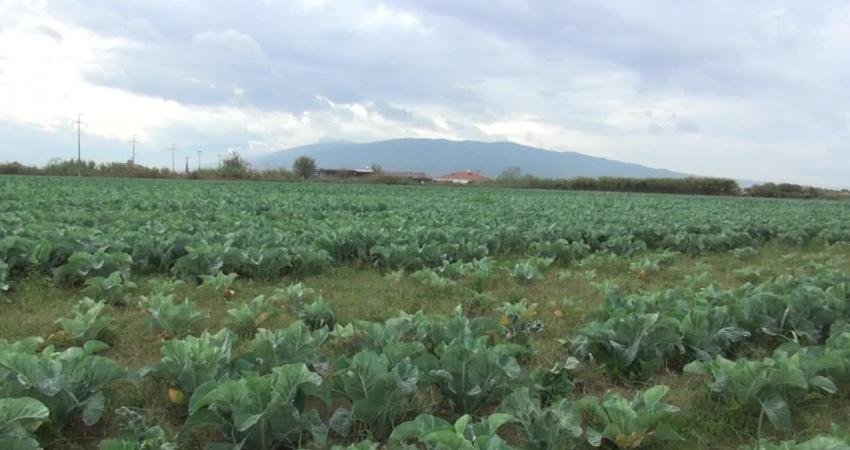 Aydın'ın Nazilli ilçesinde tarımla uğraşan üretici İbrahim Yazıcı, tarlalarına hangi ürünü
