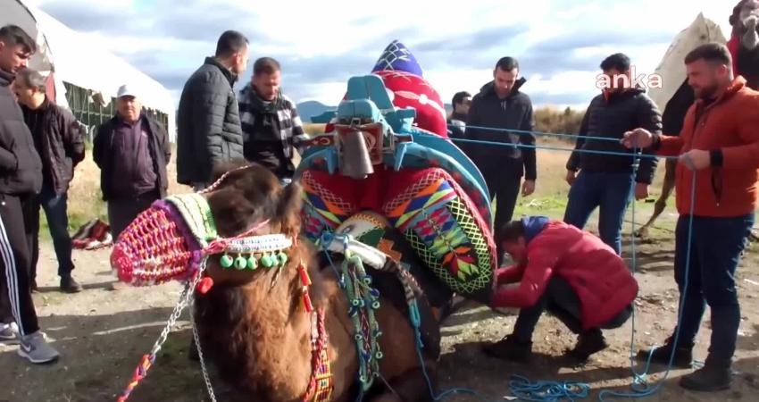 Balıkesir Burhaniye’de deve güreşleri sezonu yaklaşırken, havutlanan develer için hayır