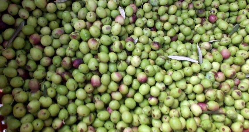 Türkiye'nin en önemli zeytin üretim merkezlerinden Balıkesir'in Burhaniye ilçesinde kırma