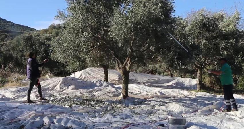 Efeler Belediyesi sorumluluk alanındaki park, bahçe ve yeşil alanlarda yetişen
