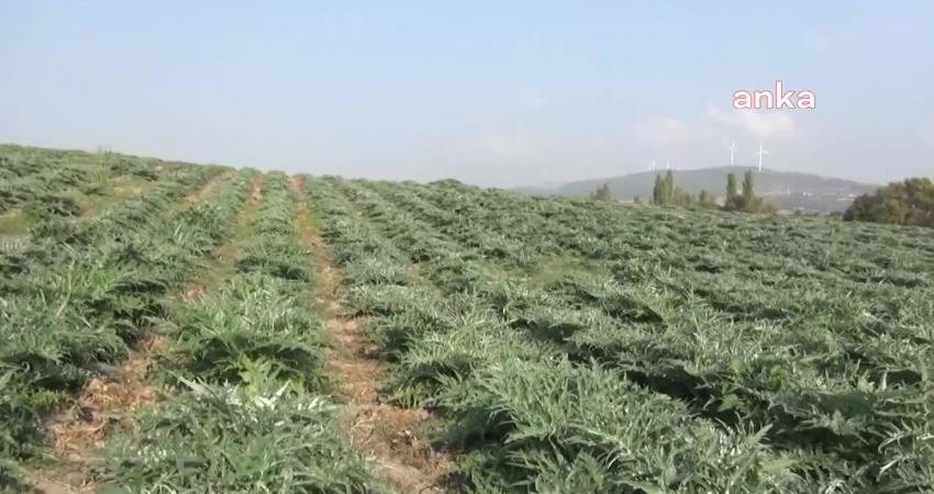 Manisa'da buğday üretiminden para kazanamayan çiftçi, ihraç edilebilecek ürün olarak