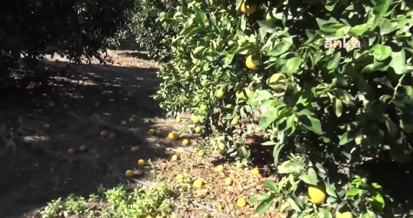 Aydın'ın Nazilli ilçesinde narenciye üreten çiftçi maliyetlerin yüksek olduğunu belirterek