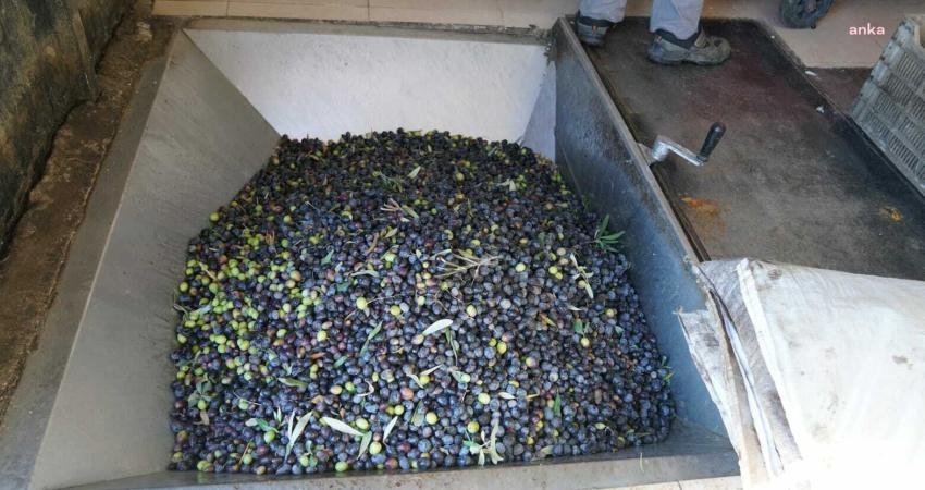 Zeytin sezonunun açılmasıyla birlikte harekete geçen Seferihisar Belediyesi, S.S. Seferihisar