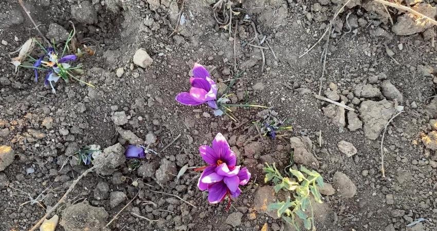 Yozgat’ın Sorgun ilçesinde 9 yıl önce emekli olduktan sonra tarım