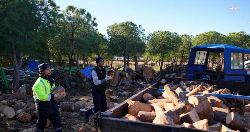 Ayvalık Belediyesi Park ve Bahçeler Müdürlüğü ekipleri, ağaçların budanmasından elde