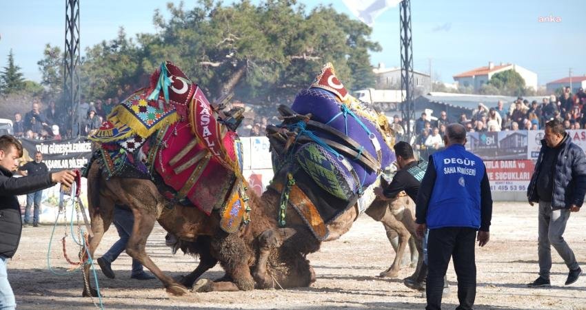 Bayramiç Belediyesi, renkli bir festivale ev sahipliği yaptı. Toplam 150