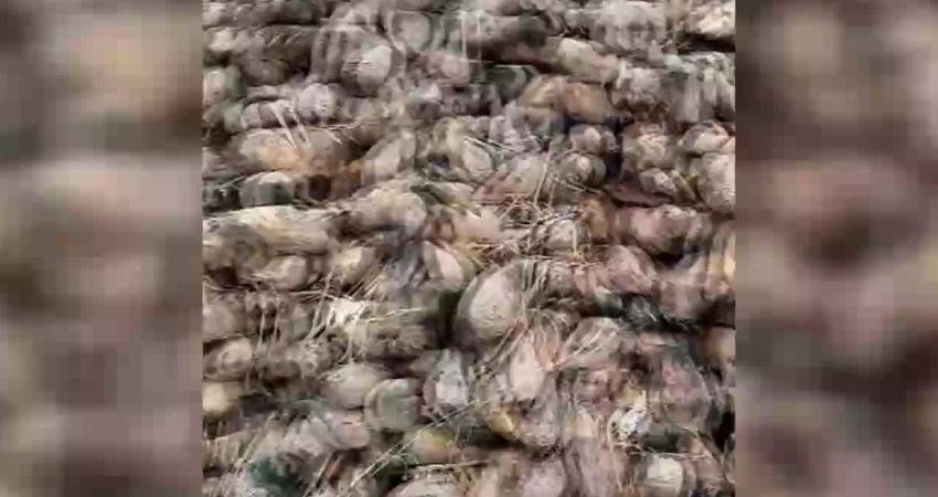 Çorum Alacalı şeker pancarı üreticileri, Safi Holdinge bağlı Şeker Fabrikasıyla yaşadıkları