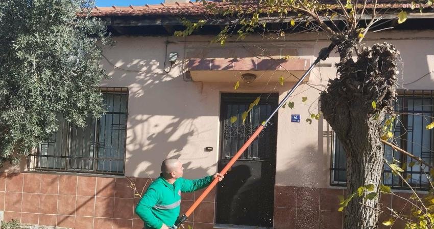 Efeler Belediyesi, her yıl ekim ayında budama mevsimine girilmesiyle başlattığı