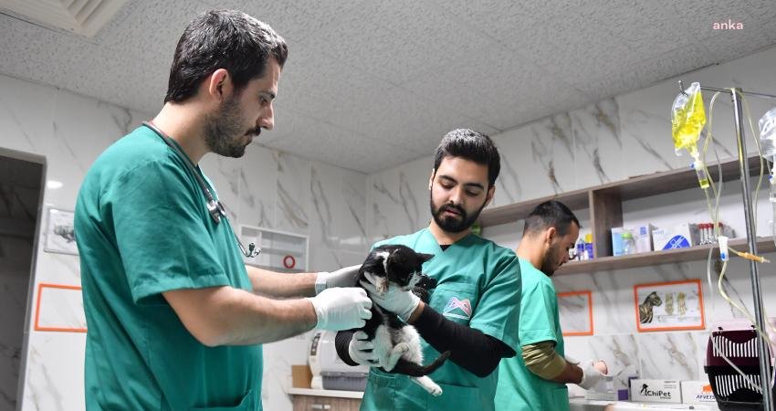 Mersin’de yaşayan patili dostların 2. yuvası Mersin Büyükşehir Belediyesi Kaşlı