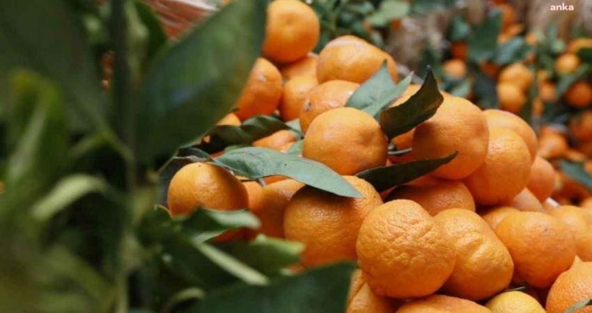 Seferihisar’ın köklü geleneklerinden biri olan Mandalina Şenliği’nin bu hafta 23’üncüsü
