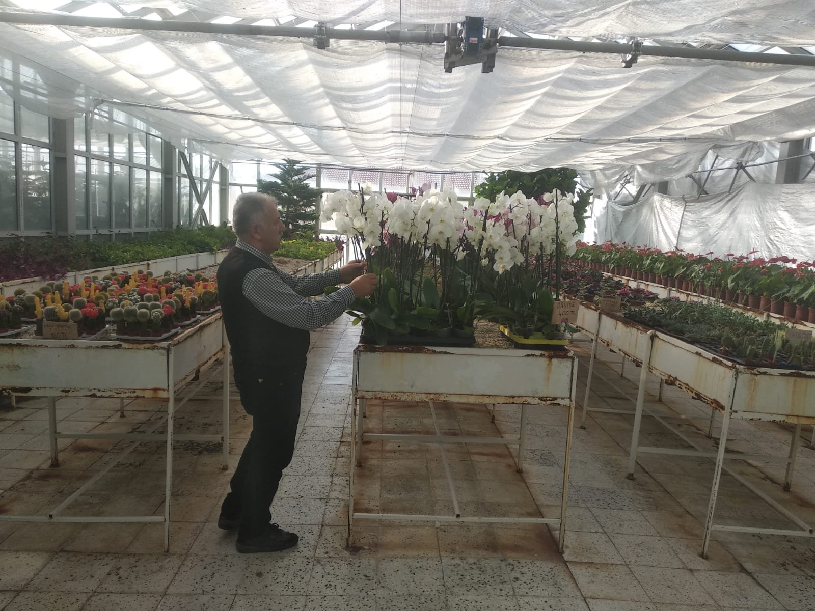 Sincan Belediyesi Park ve Bahçeler Müdürlüğü seralarında bugünlerde tatlı bir