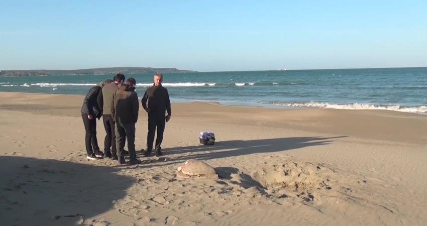 Dünya’da nesli tükenmekte olan türler arasında bulunan caretta caretta cinsi