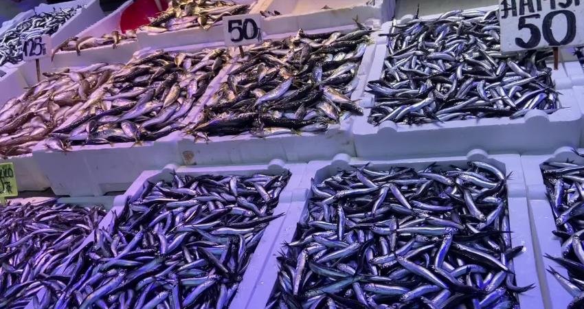 Deniz suyunun soğumasının ardından balık tezgâhlarındaki çeşitlilik artmaya başladı. Trabzonlu