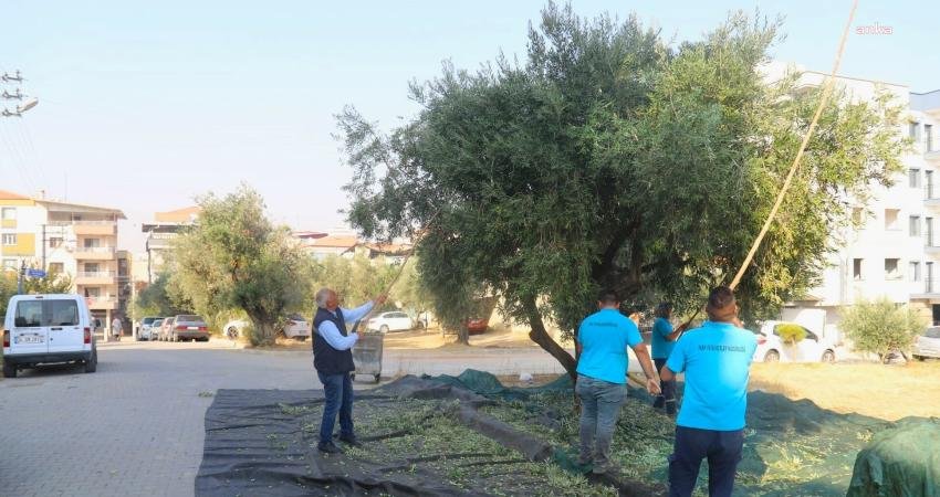Turgutlu Belediyesi, sorumluluk alanlarında bulunan zeytin ağaçlarını hasat ediyor. Toplanan