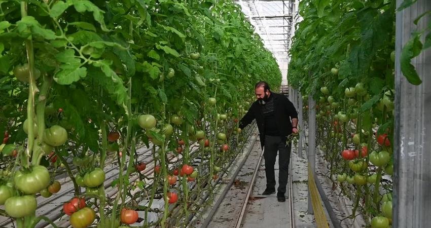 Yozgat'ın Sorgun ilçesinde jeotermal kaynaklardan yararlanarak kurulan tesislerde yetiştirilen organik