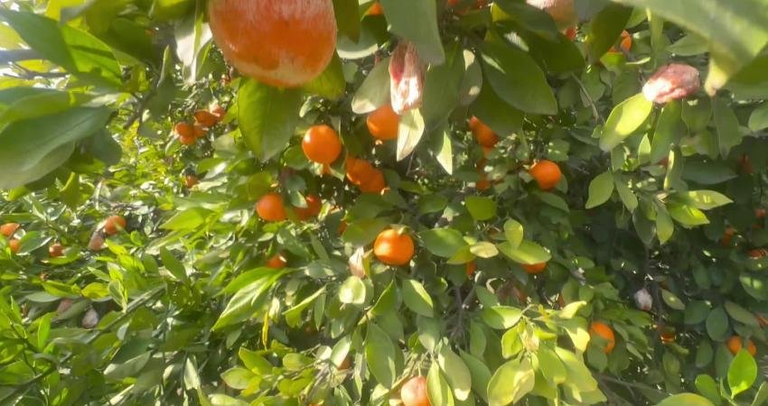 Türkiye’de üretilen yıllık 8 milyon tonluk narenciye üretiminin yaklaşık 2