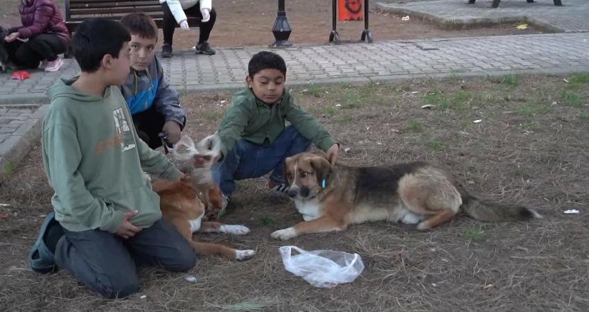 Atakum Belediyesi, sokakta yaşayan patili dostlar için önemli çalışmalara imza