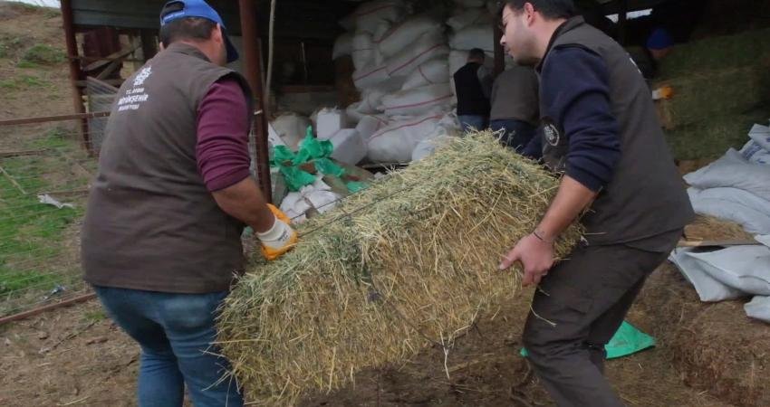 Aydın Büyükşehir Belediyesi, zor durumda kalan küçükbaş hayvan üreticilerine yem