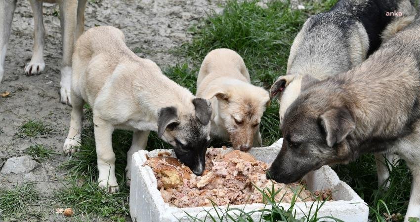 İlçedeki sahipsiz sokak hayvanlarının tüm bakım, tedavi ve sahiplendirme işlemlerini