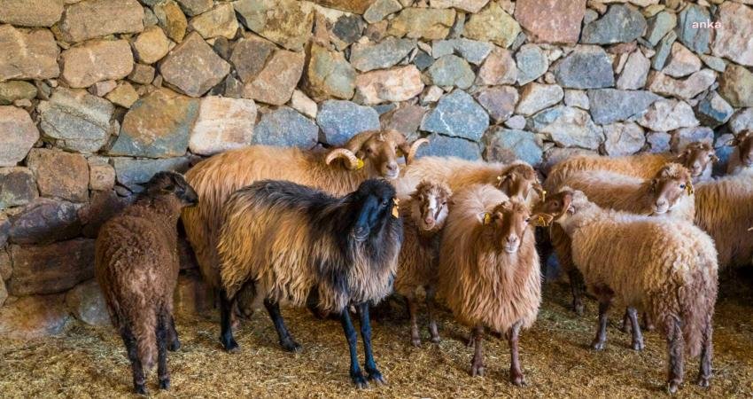 İzmir Büyükşehir Belediye Başkanı Tunç Soyer’in İzmirlilerin doğa ve ormanlarla
