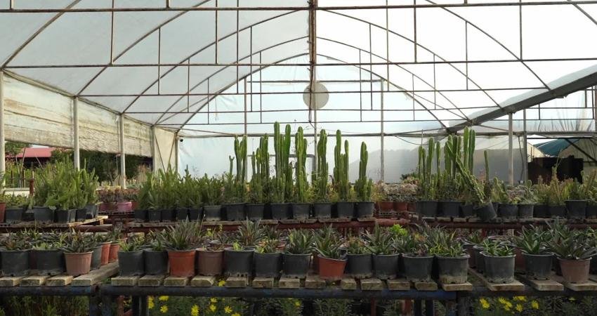 Konyaaltı Belediyesi Park ve Bahçeler Müdürlüğü ekipleri, ilçedeki refüj ve