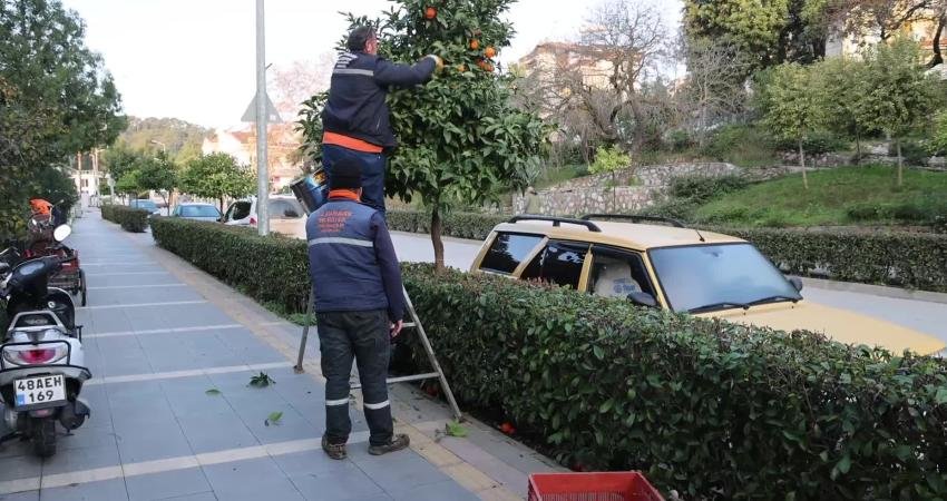 Marmaris’in sokaklarını süsleyen narenciye ağaçlarından toplanan turunçlar, halk pazarında vatandaşlara