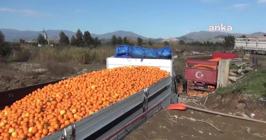 Aydın’ın Nazilli ilçesi Hamzalı Mahallesi’nde portakal üretimi yapan çiftçiler, bu