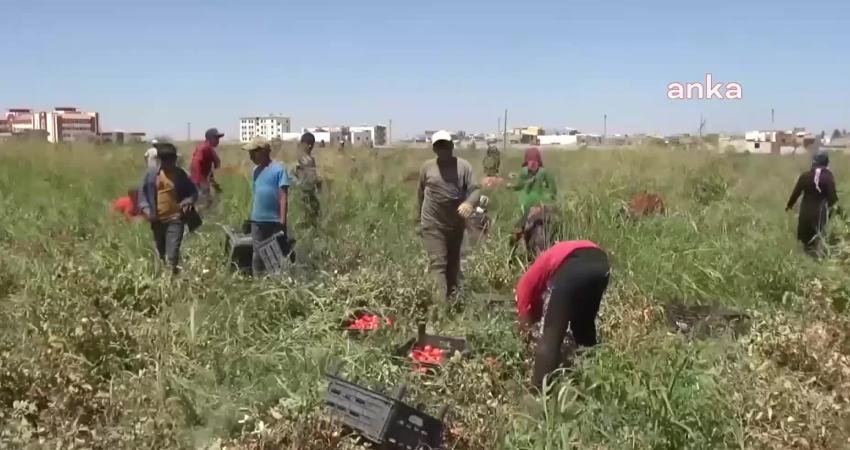 Şanlıurfa Barosu Emek Komisyonu, yaz mevsiminde kayısı, fındık, soğan, patates, narenciye