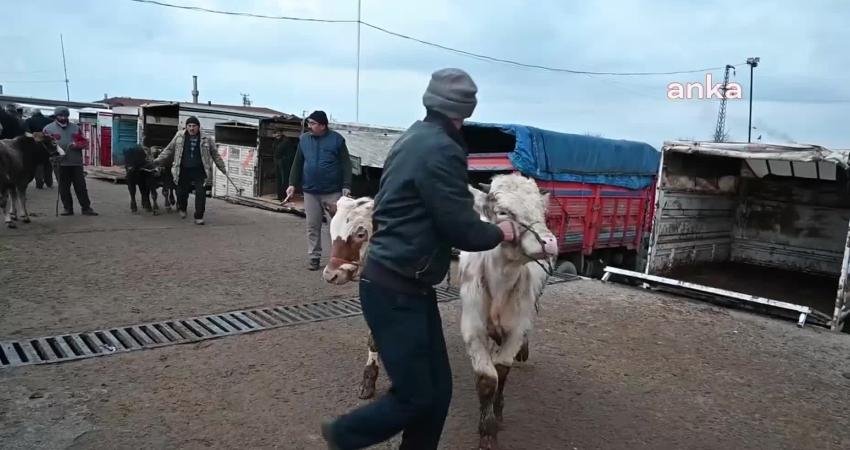 Büyükbaş hayvanlarda görülen Şap hastalığı nedeniyle Kayseri, Sivas ve Tokat