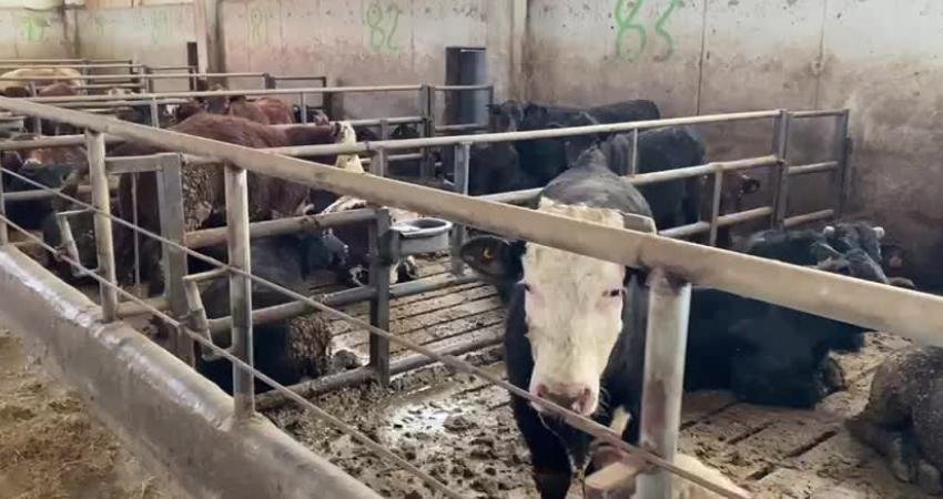 Tarım ve Orman Bakanlığı, 2024 yılı için 600 bin baş