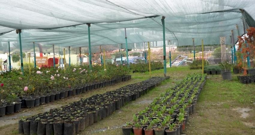 Tarsus Belediyesi, çiçek ve fidanı kendi üretim tesislerinde yetiştirerek bir