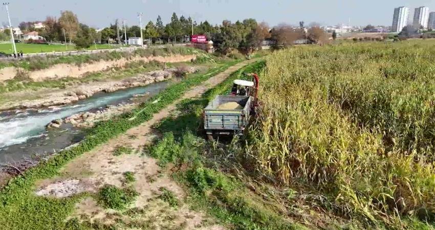 Tarsus Belediyesi, hayvancılığı desteklemek amacıyla kendi arazisinde ekimini gerçekleştirdiği silajlık