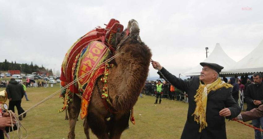Torbalı’da geleneksel olarak düzenlenen ‘Deve Güreşi Festivali’nin bu yıl 15’incisi