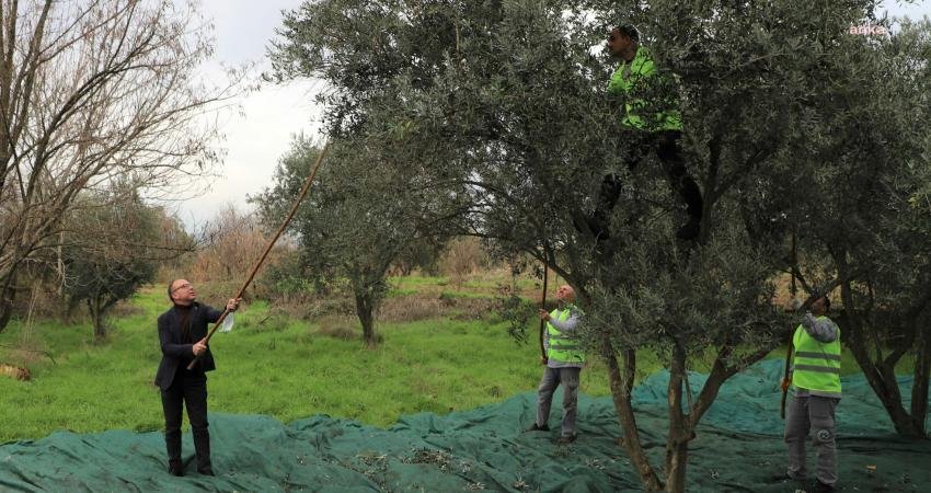 Turgutlu Belediyesi, Aşevi ve Hayır Merkezinde kullanılmak üzere hasat yapılan