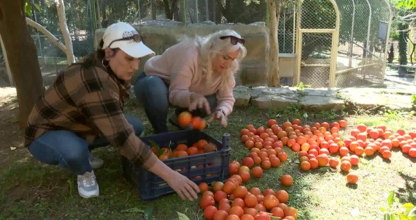 Antalya Büyükşehir Belediyesi, Antalya’nın simgesi turunçları hem ekonomiye kazandırıyor hem