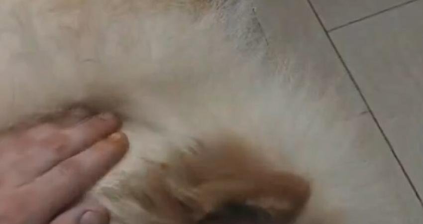 İstanbul Sarıyer'de ev sahibinin, köpeğinin gözlerini tornavidayla oyduğunu iddia eden