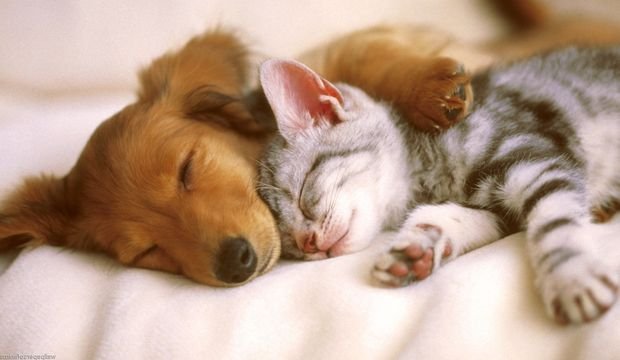 Doğanın vazgeçilmez nadide parçaları,evlerin neşesi sadık dostlarımız, KEDİLER ve KÖPEKLER